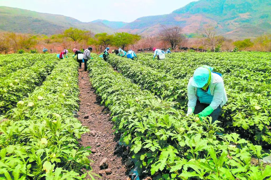 turismo y agricultura de honduras - Cómo está la agricultura en Honduras