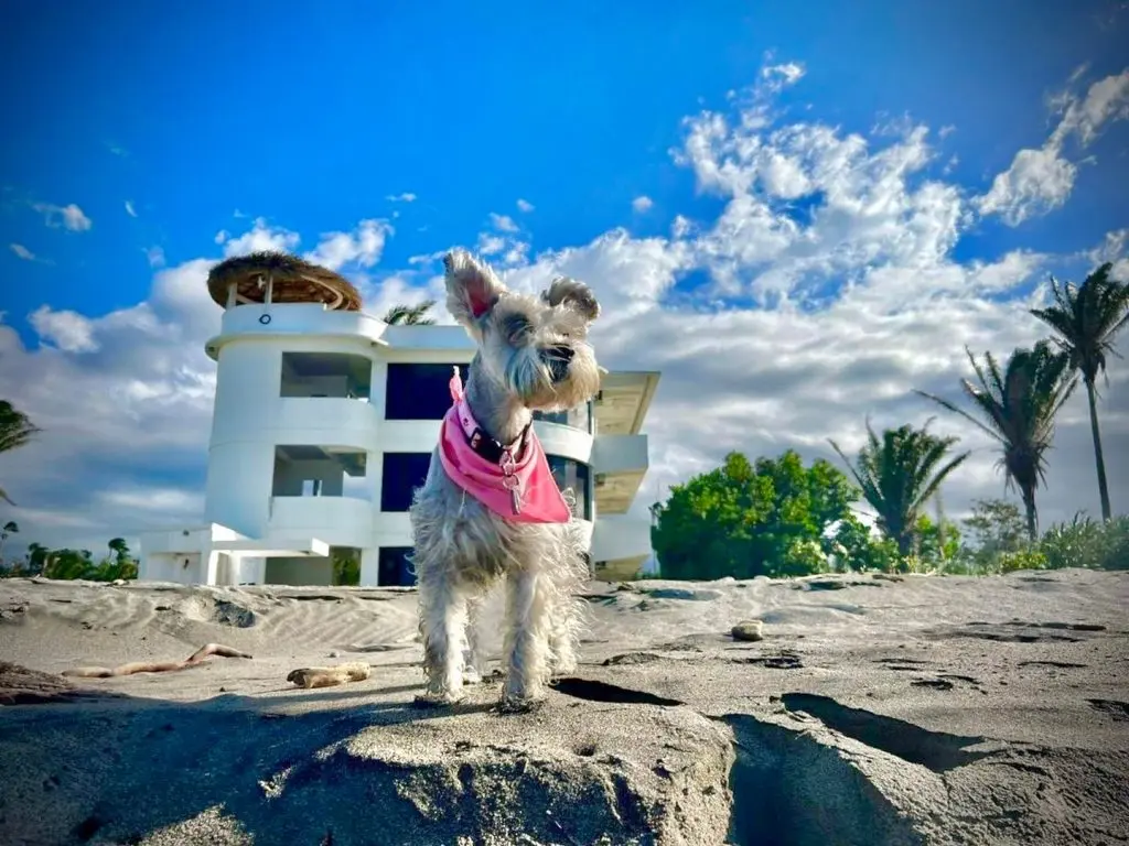 Turismo Pet Friendly en Honduras: La Guía Definitiva para Viajar con tu Mascota - Cómo saber si un hotel es pet friendly turismo pet friendly en honduras - Cómo saber si un hotel es pet friendly