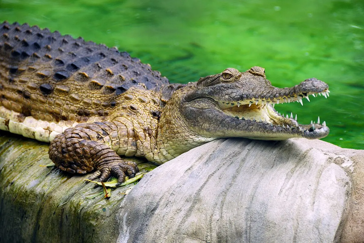 <b>Australia</b>: Turismo y los <b>peligrosos cocodrilos</b> - Cómo se llama el cocodrilo de Australia australia turismo de cocodrilos - Cómo se llama el cocodrilo de Australia