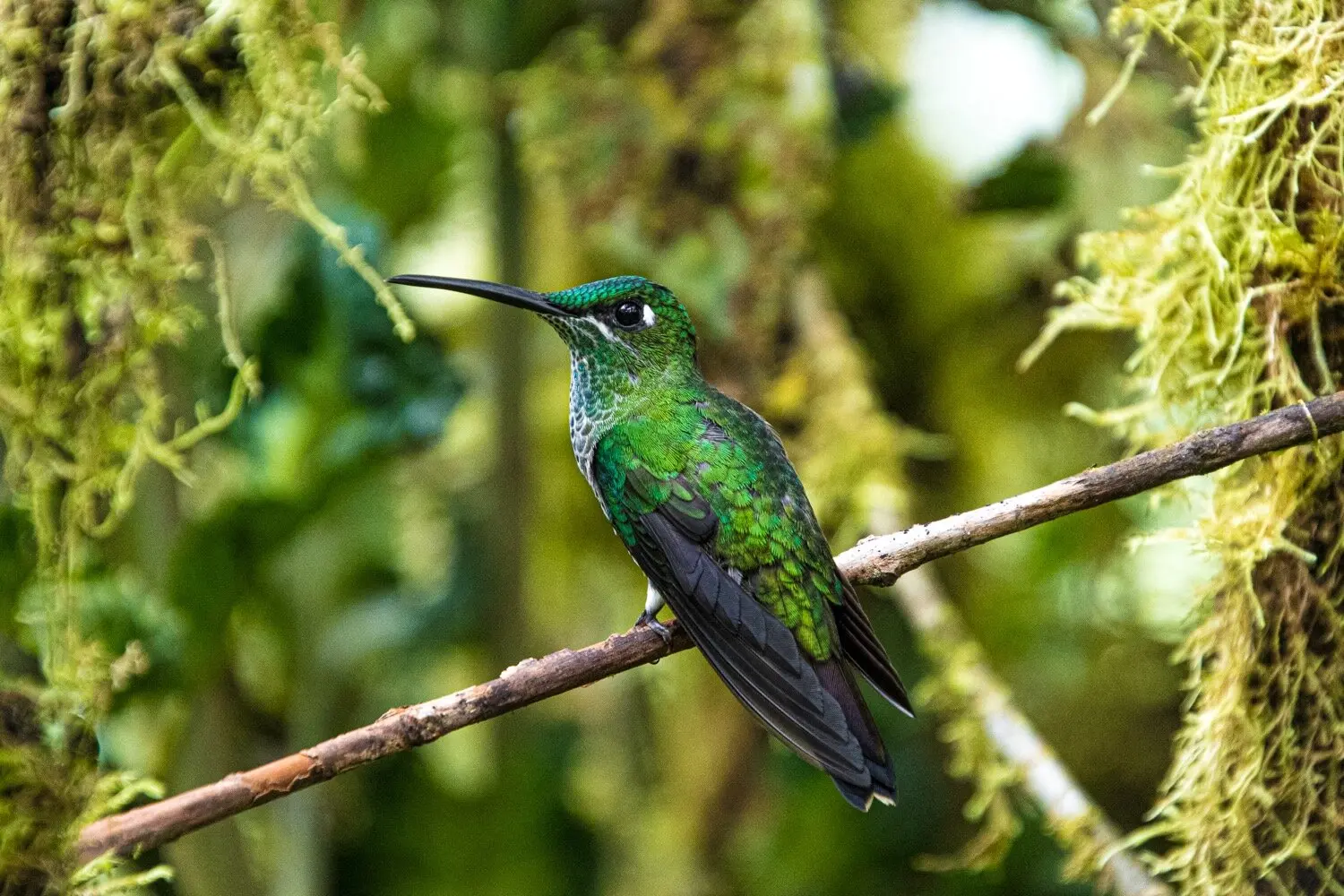 turismo de aves - Cómo se llama ir a ver aves