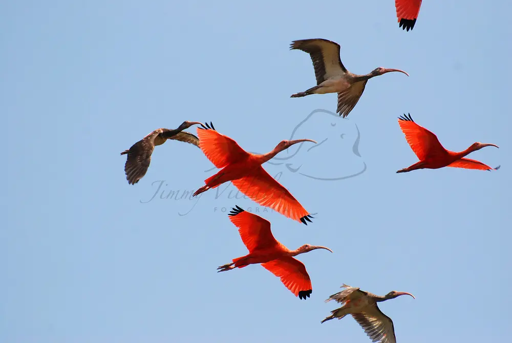 Cojedes: Tradición, Turismo, Flora y Fauna - Cuál es el animal emblemático del estado Cojedes cojedes tradicion turismo flora fauna - Cuál es el animal emblemático del estado Cojedes
