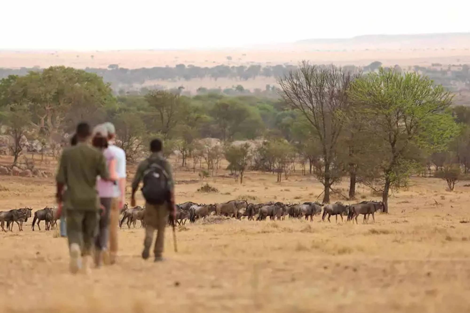 Mejores Países de África para el Turismo: Una Guía Completa - Cuál es el mejor país de África para visitar mejores paises de africa turismo - Cuál es el mejor país de África para visitar