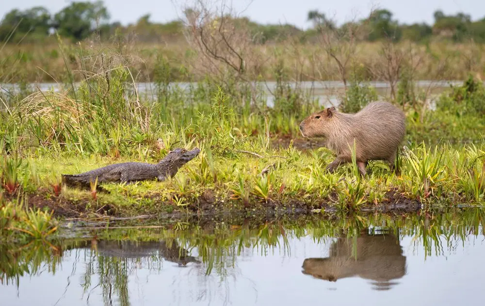 Parque Nacional Iberá: Turismo en el corazón de los Esteros - Cuál es el mejor portal de los Esteros del Iberá parque nacional ibera turismo - Cuál es el mejor portal de los Esteros del Iberá