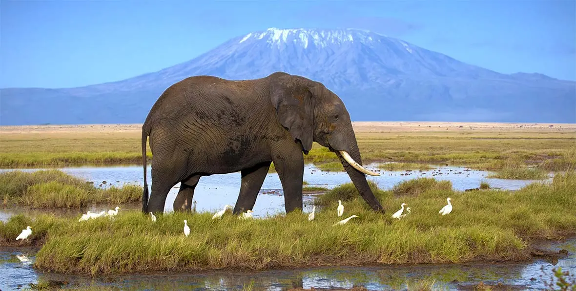 kenia turismo safari - Cuál es el mejor safari de Kenia