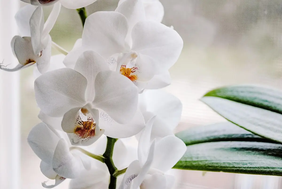 turismo de orquideas - Cuál es el mejor sitio para una orquídea