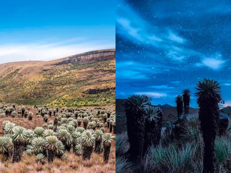 Turismo en el Páramo: Una Experiencia Única en la Naturaleza - Cuál es el páramo más lindo de Colombia turismo en el paramo - Cuál es el páramo más lindo de Colombia