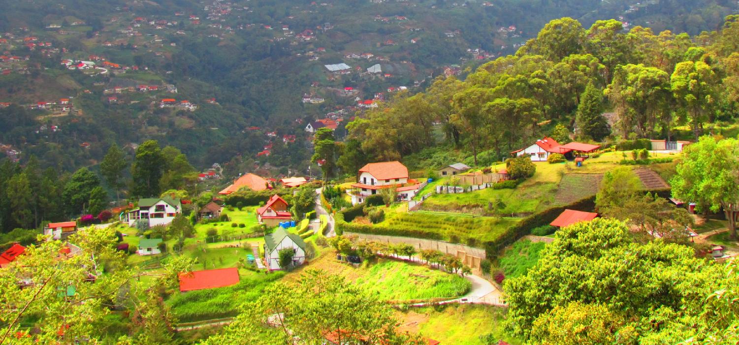 Aragua: Turismo e Imagen de un Estado Venezolano - Cuál es la flor del estado Aragua aragua turismo imagen - Cuál es la flor del estado Aragua
