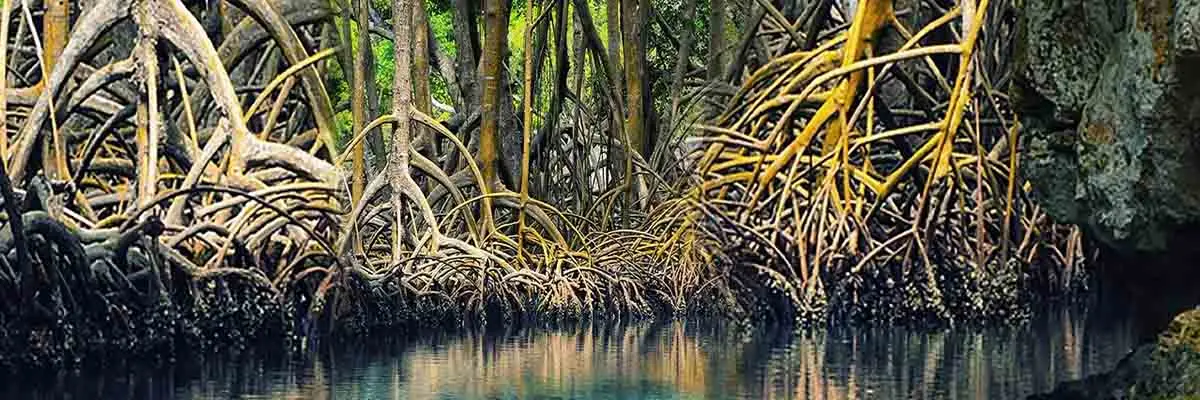 flora y fauna en el turismo dominicana - Cuál es la flora y fauna de la República Dominicana