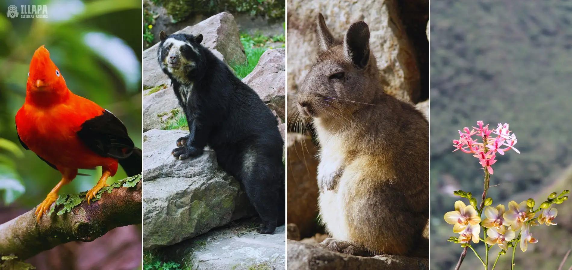 Clima, Turismo, Flora y Fauna de Machu Picchu: Una Guía Completa - Cuál es la flora y fauna de Machu Picchu clima turismo flora y fauna de machu picchu - Cuál es la flora y fauna de Machu Picchu