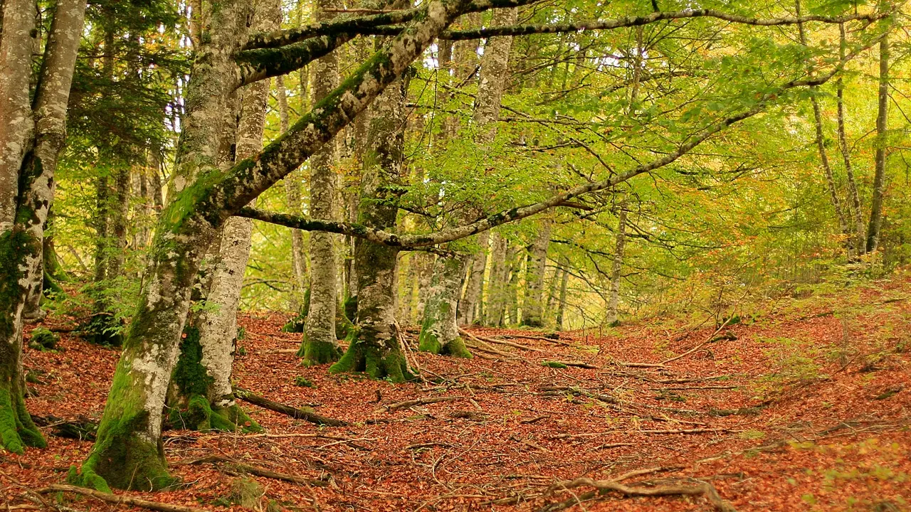 Selva de Irati: Guía Completa para tu Visita - Cuál es la mejor época para ir a la Selva de Irati punto informacion de turismo selva de irati - Cuál es la mejor época para ir a la Selva de Irati