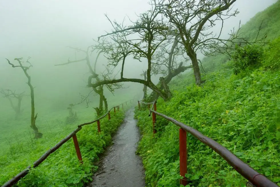 Lomas de Lachay: La Guía Definitiva para tu Visita - Cuál es la mejor época para visitar las Lomas de Lachay lachay turismo - Cuál es la mejor época para visitar las Lomas de Lachay