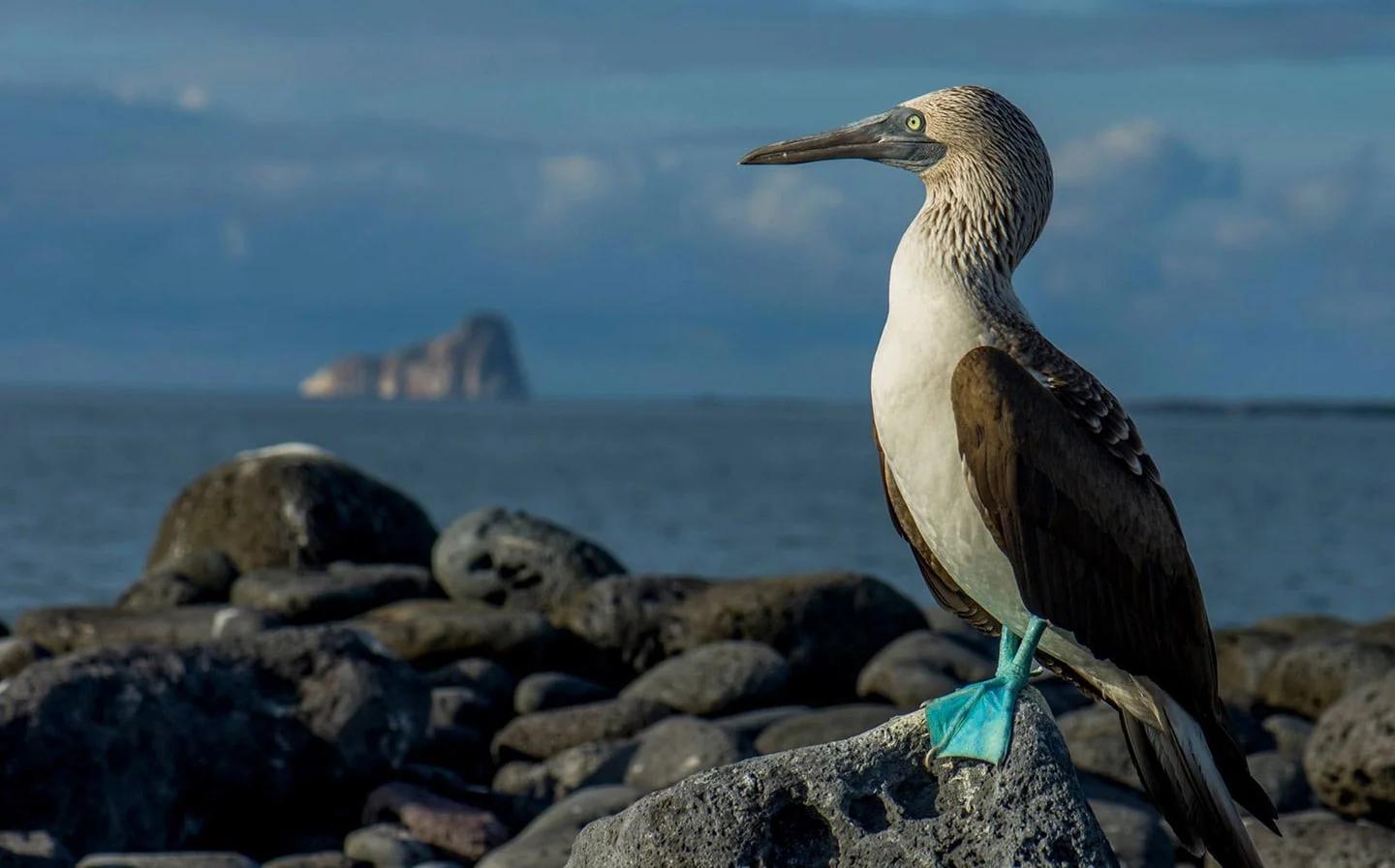 isla baltra turismo - Cuál es la mejor isla para quedarse en las Islas Galápagos
