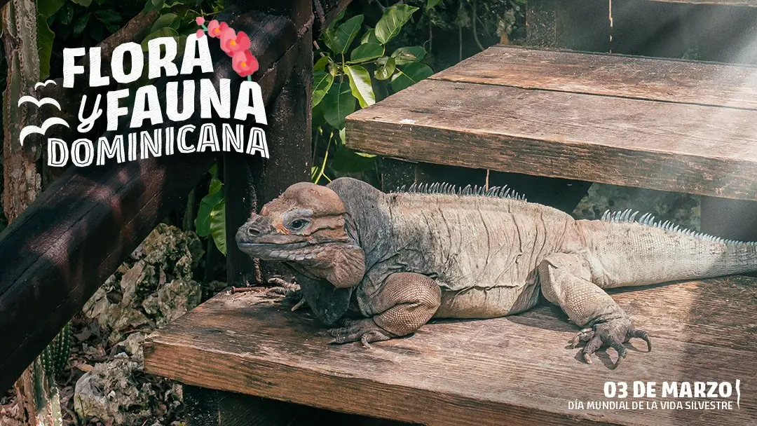 flora y fauna en el turismo dominicana - Cuáles son las faunas de República Dominicana