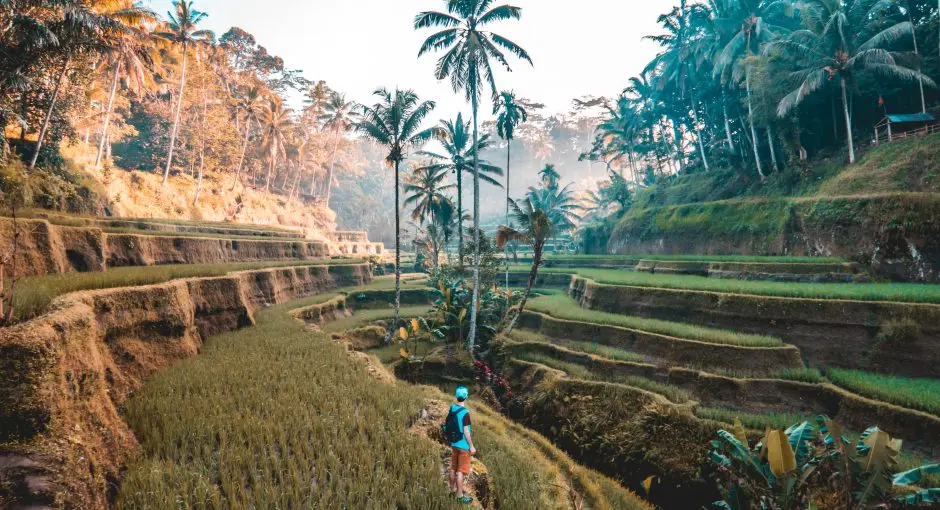 turismo y vegetacion de asia - Cuáles son las floras de Asia