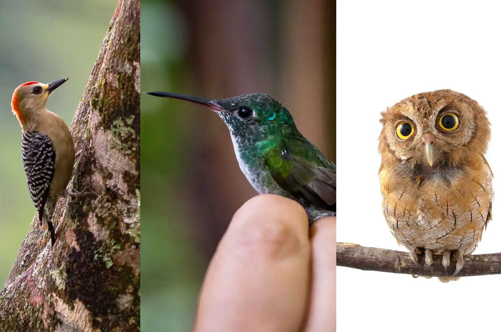 Agronegocios avícolas impulsan el turismo en Colombia - Cuáles son las zonas de Colombia donde se pueden encontrar la mayor cantidad de aves migratorias agronegocios aves impulsan el turismo en colombia - Cuáles son las zonas de Colombia donde se pueden encontrar la mayor cantidad de aves migratorias