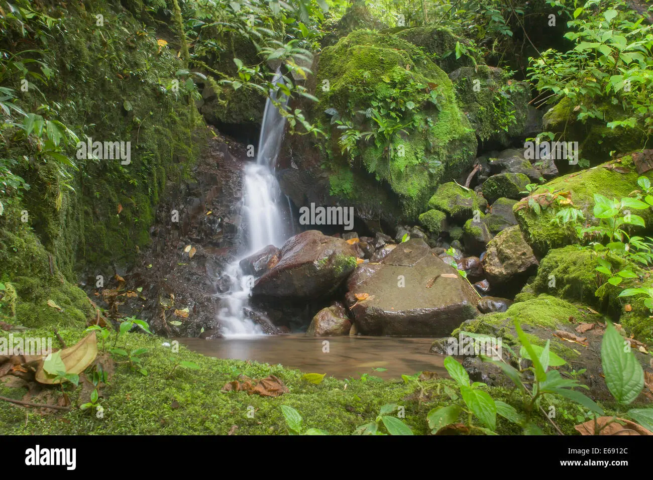 Tipos de Turismo en el Bosque Protector Palo Seco - Cuáles son los bosques protectores de Panamá tipos de turismo protegida bosque protector palo seco - Cuáles son los bosques protectores de Panamá