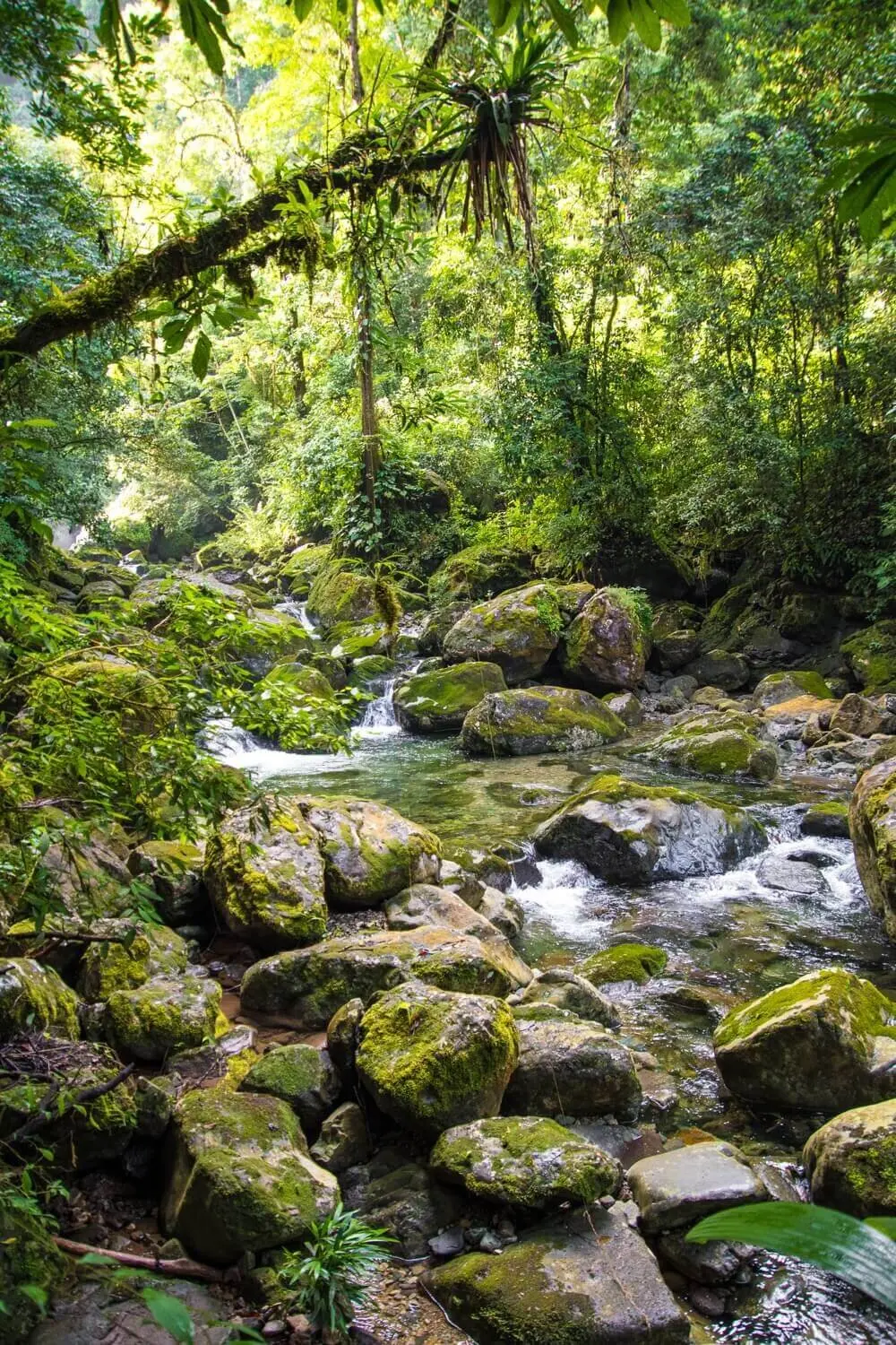 los bosques que tienen recurso de turismo de onduras - Cuáles son los bosques que tiene Honduras