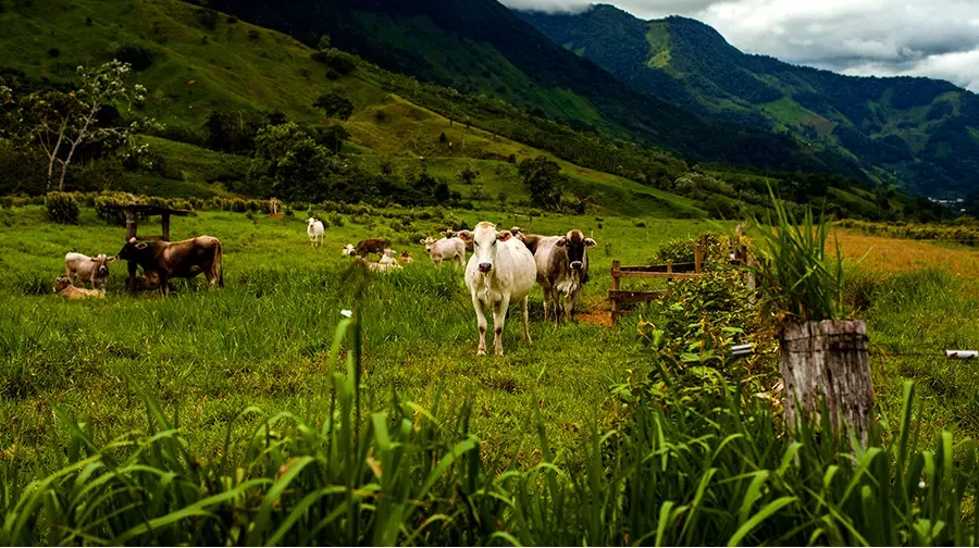 Ganadería, Economía y Turismo en la Región Costa-Montaña: Un Análisis Integral - Cuáles son los recursos de la región costa-montaña ganaderia economia y turismo de la region cosa-montaña - Cuáles son los recursos de la región costa-montaña