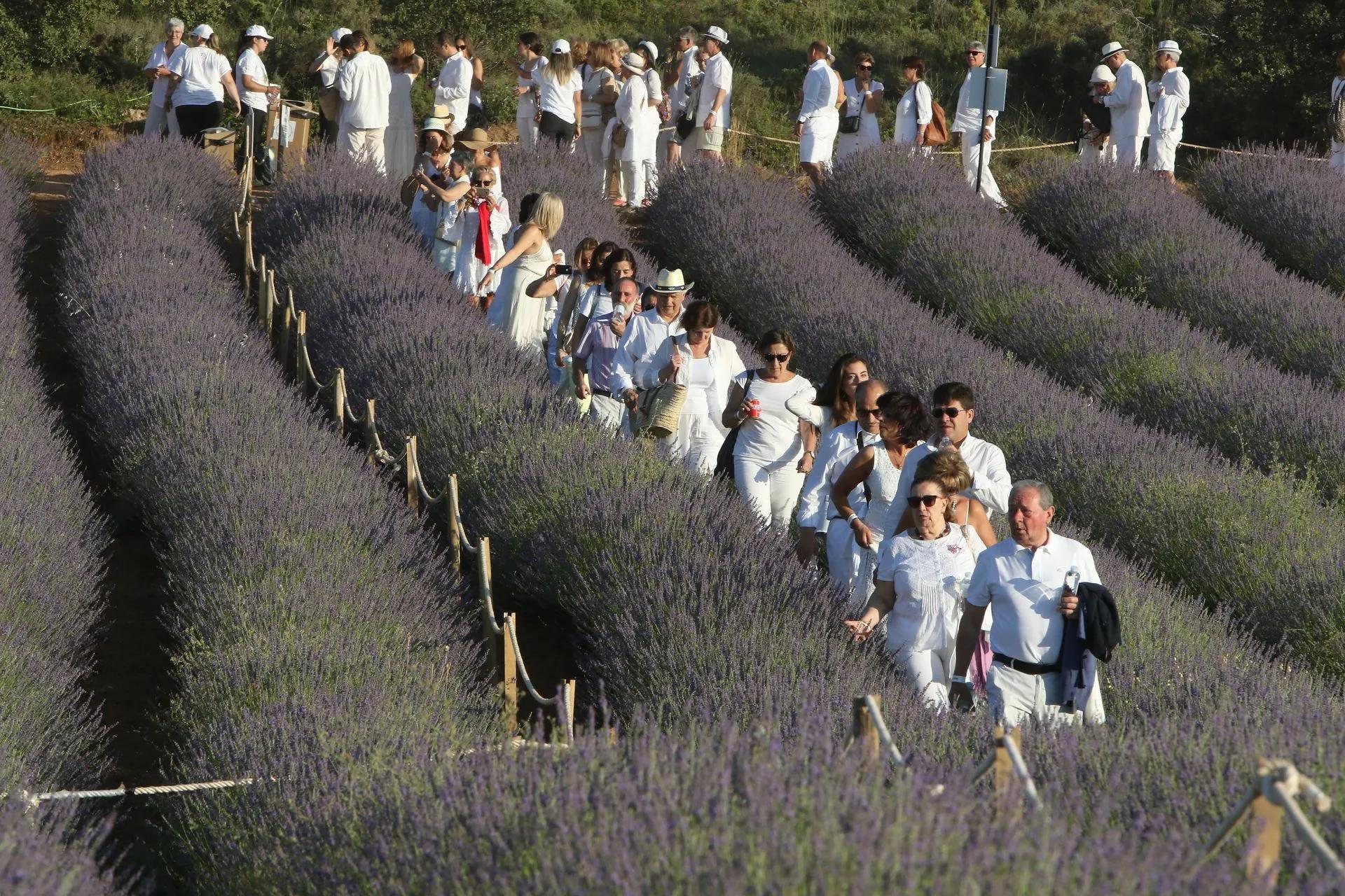Ayuntamiento Brihuega Turismo: Guía Completa para tu Visita - Cuándo cortan la lavanda en Brihuega ayuntamiento brihuega turismo - Cuándo cortan la lavanda en Brihuega