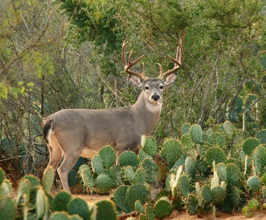 turismo cinegetico en tamaulipas - Cuándo empieza la temporada de venado en Tamaulipas