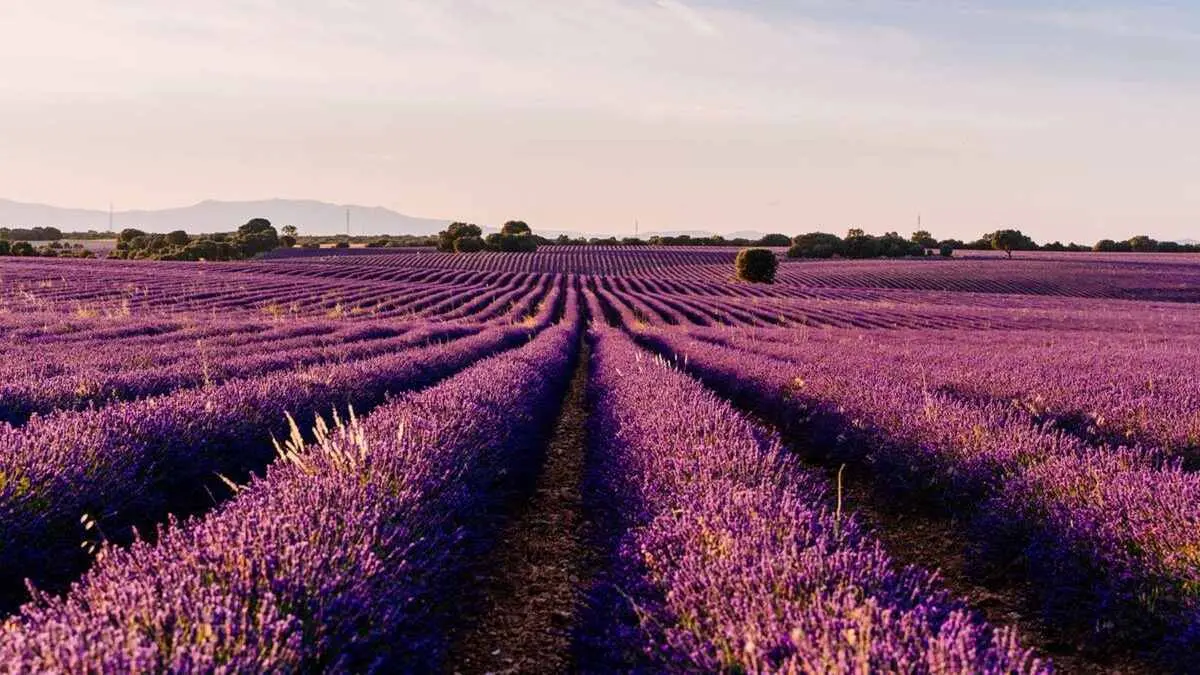 Brihuega Turismo: La Guía Definitiva para tu Visita a la Provenza Española - Cuándo es el mercado de lavanda en Brihuega brihuega turismo - Cuándo es el mercado de lavanda en Brihuega