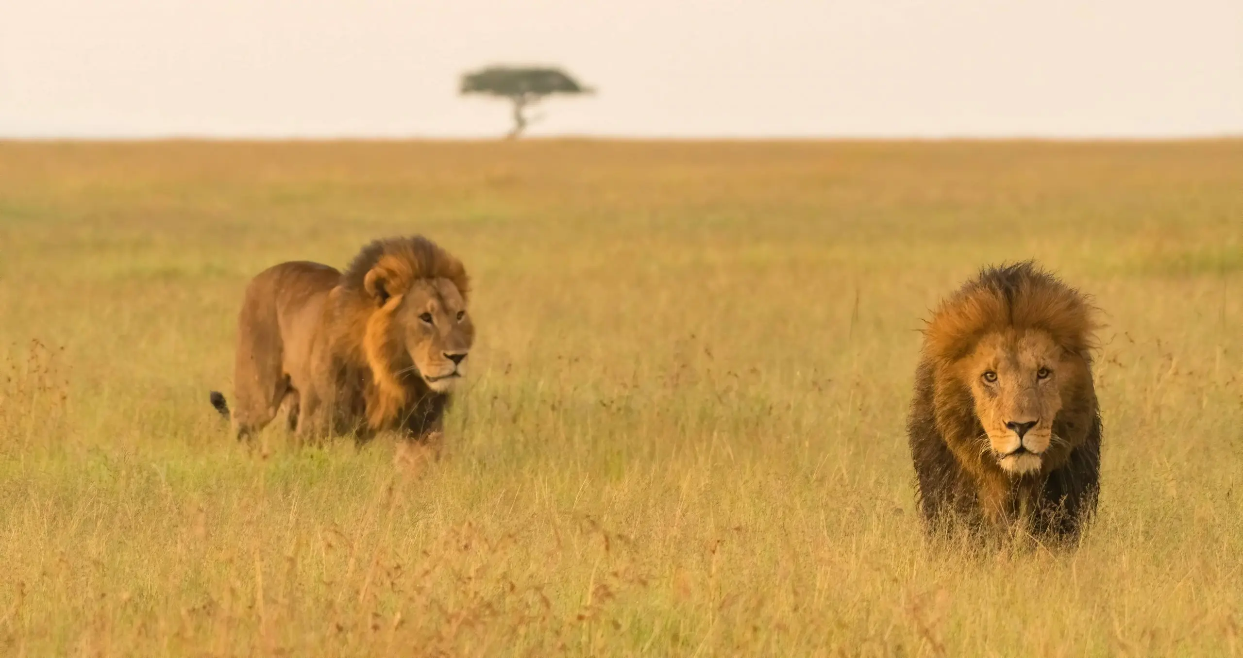 kenia turismo safari - Cuándo es mejor viajar a Kenia para hacer safari