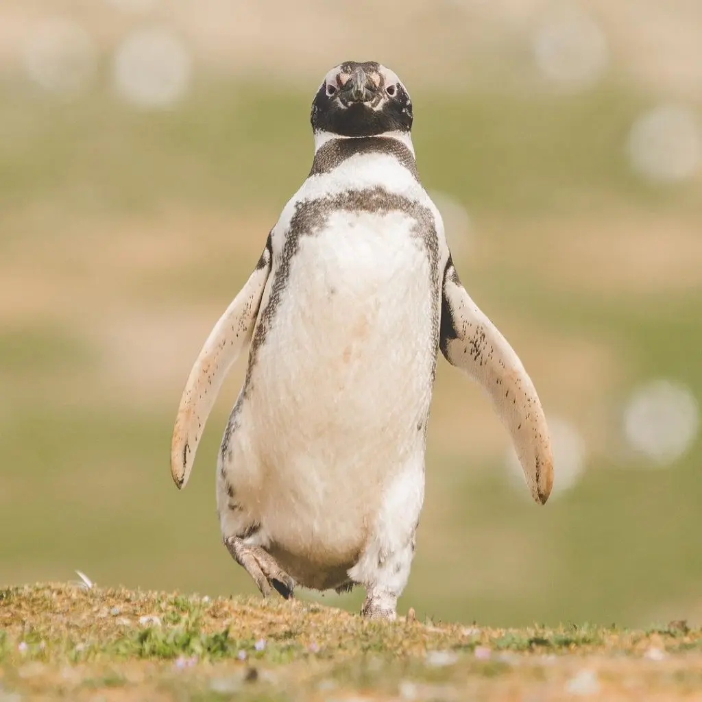 Coyhaique Turismo Pingüinos: Una Guía Completa para tu Aventura - Cuándo hay pingüinos en Chile coyhaique turismo pinguinos - Cuándo hay pingüinos en Chile