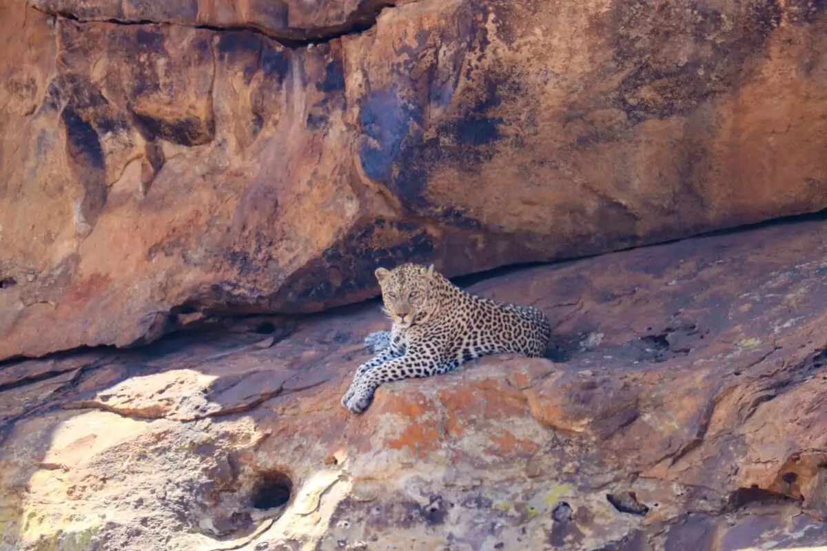 Mejor época para viajar a Sudáfrica: Guía completa para tu safari - Cuándo ir al parque Kruger sudafrica turismo mejor epoca para viajar - Cuándo ir al parque Kruger