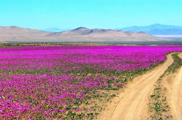 Desierto Florido Atacama: Una experiencia inolvidable - Cuándo salen las flores en el desierto de Atacama atacama turismo desierto florido - Cuándo salen las flores en el desierto de Atacama