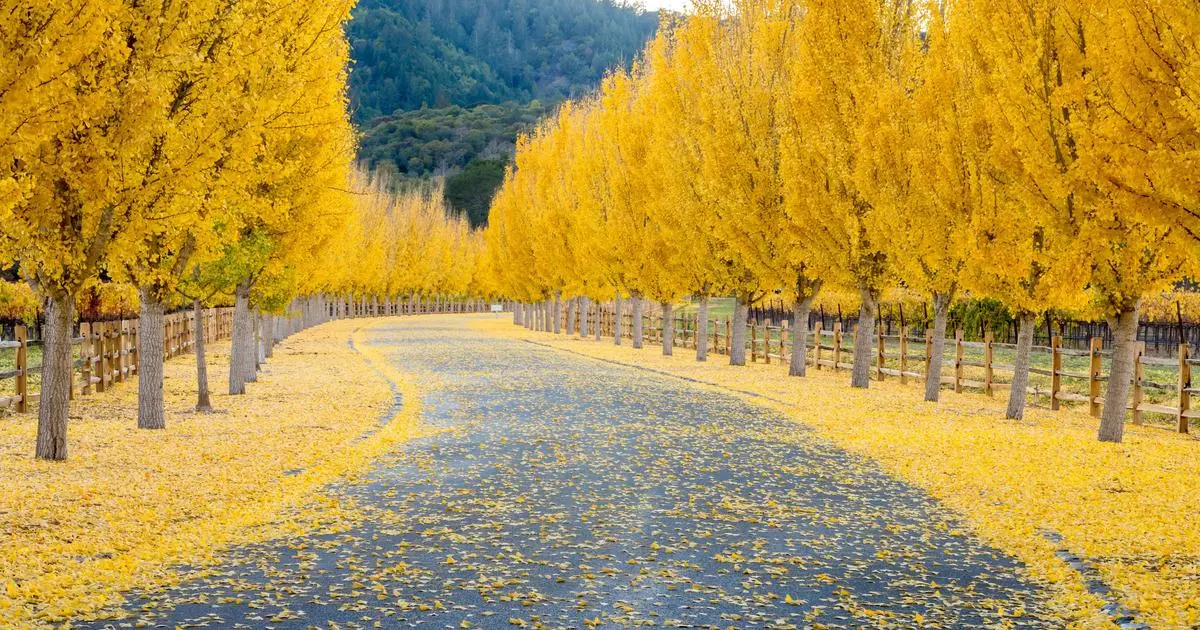 Napa Valley: Turismo, Vinos y Experiencias Inolvidables - Cuándo visitar Napa Valley napa valley turismo - Cuándo visitar Napa Valley