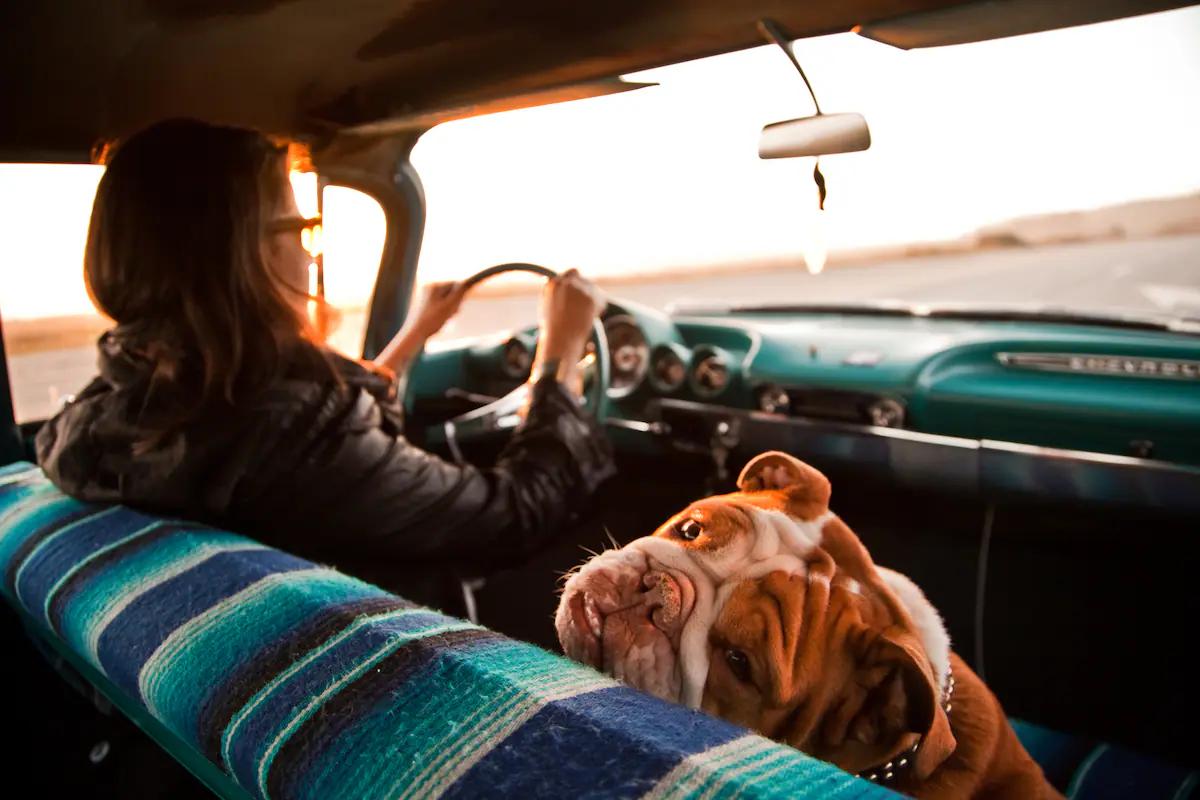 como transportar un perro en auto turismo - Cuántas horas de viaje soporta un perro