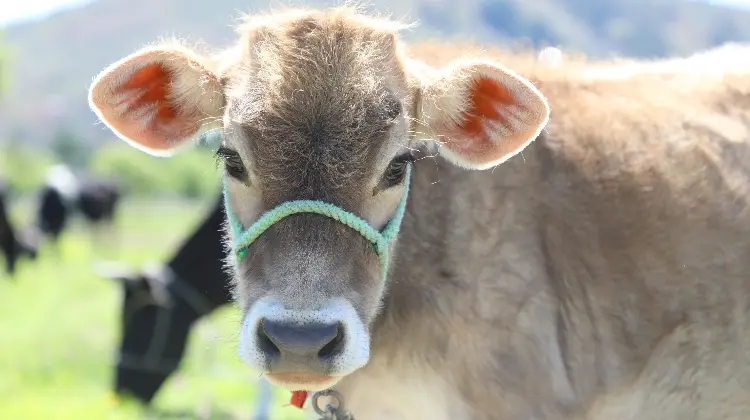 cajamarca turismo llamado de las vacas - Cuántas vacas hay en Cajamarca