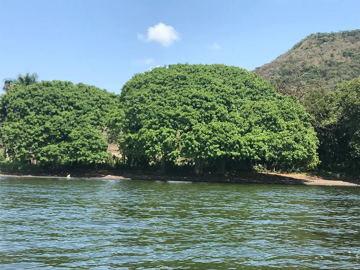 Laguna de Catemaco: Turismo, Precios y Naturaleza - Cuánto cobran el paseo en lancha en Catemaco laguna de catemaco turismo - Cuánto cobran el paseo en lancha en Catemaco