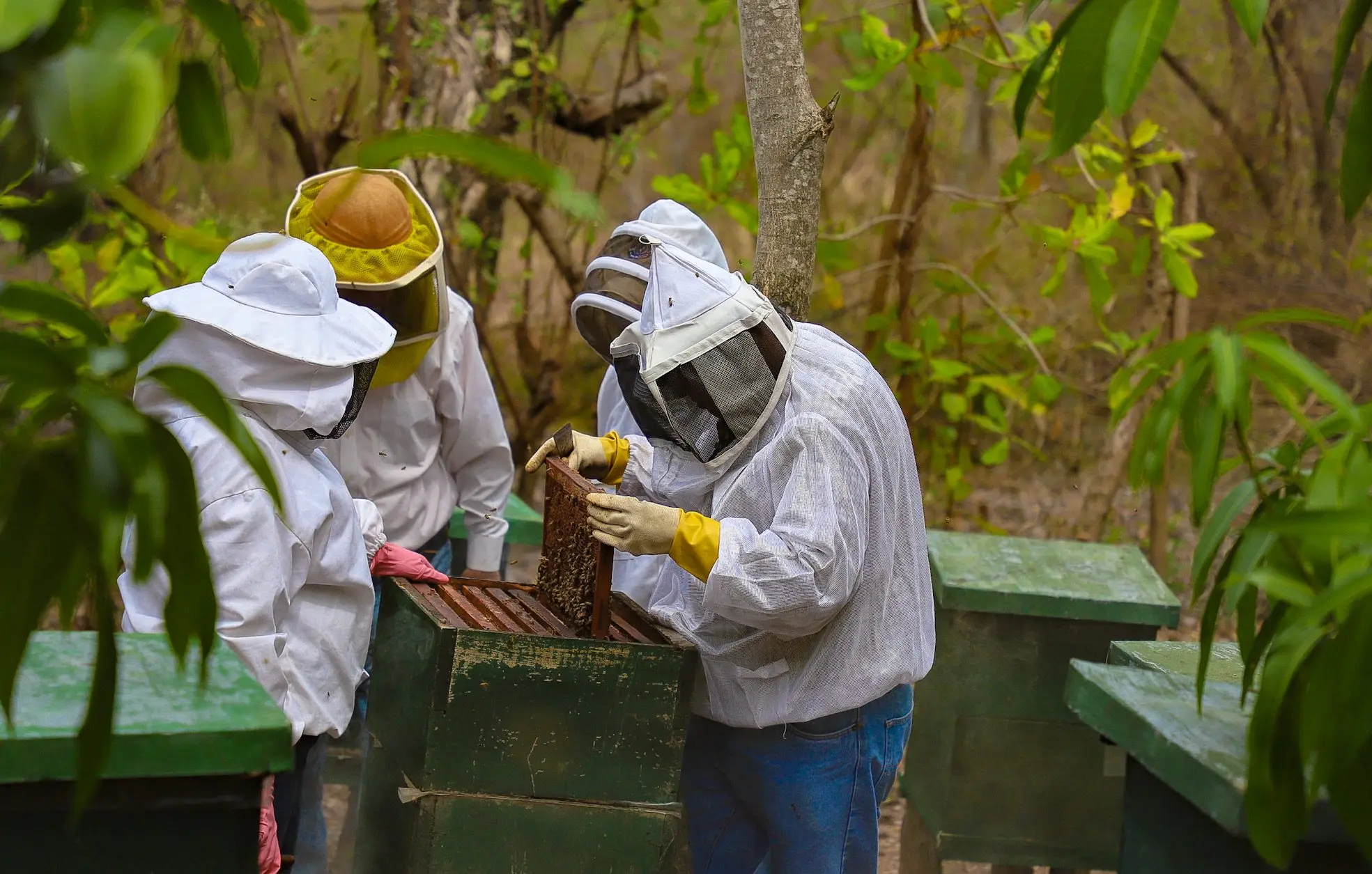 Turismo Apícola en El Salvador: Una Experiencia Dulce y Sostenible - Cuánto cobran los apicultores turismo apicola en el salvador - Cuánto cobran los apicultores