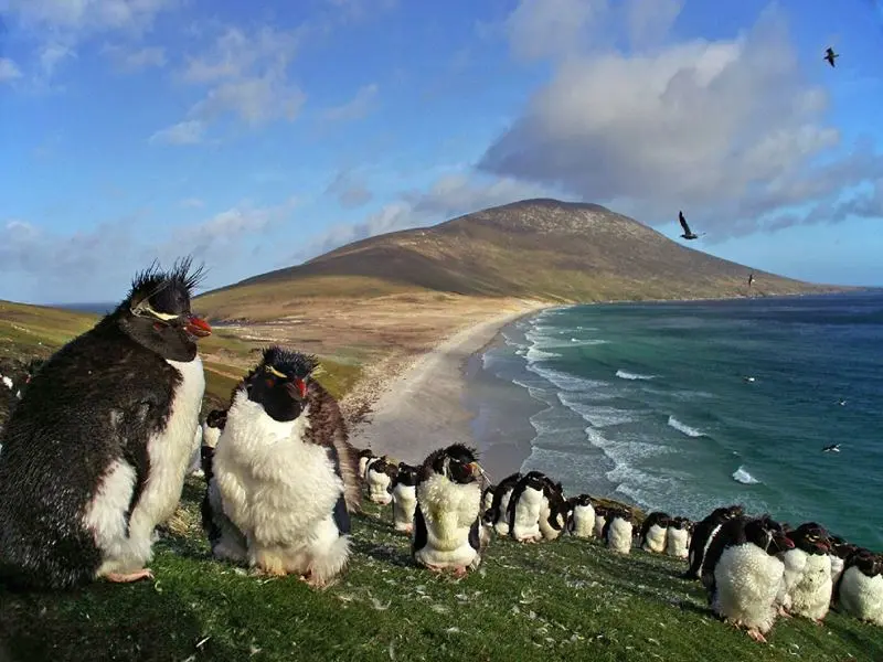 islas malvinas turismo precios - Cuanto cuesta llegar a las Islas Malvinas