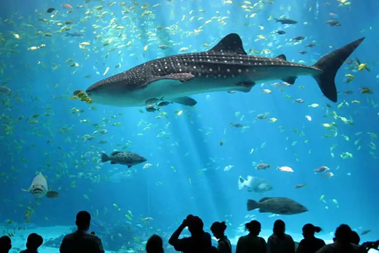 Acuario de Sevilla: Guía Completa para Tu Visita - Cuánto dura el recorrido del Acuario de Sevilla lugar turismo de sevilla acuario - Cuánto dura el recorrido del Acuario de Sevilla