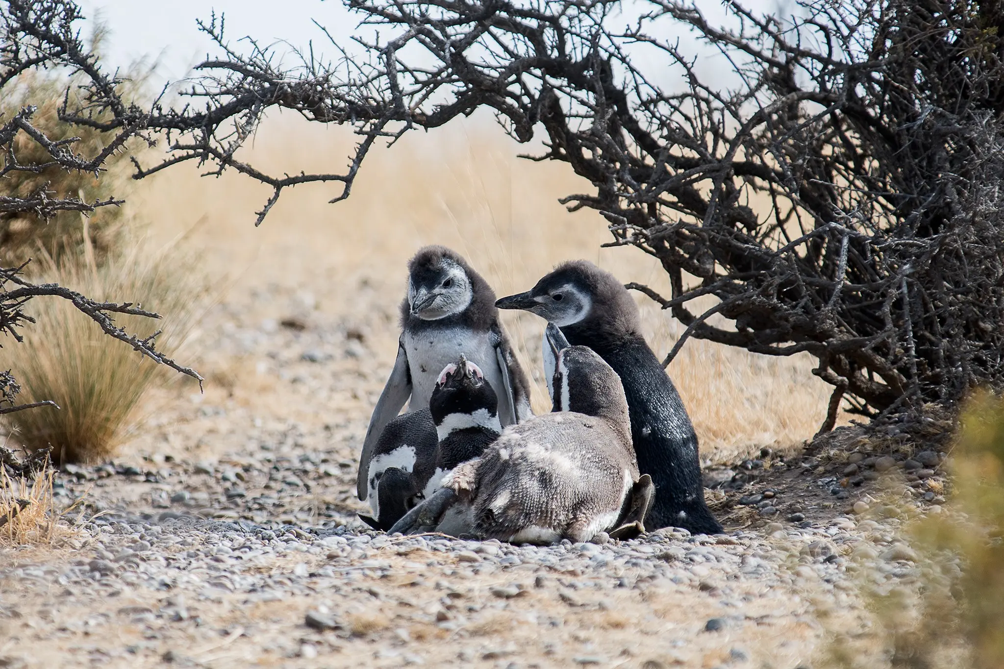 <b>Punta Tombo:</b> La Reserva Natural de los Pingüinos de Magallanes - Cuánto dura el recorrido en Punta Tombo punta tombo turismo - Cuánto dura el recorrido en Punta Tombo