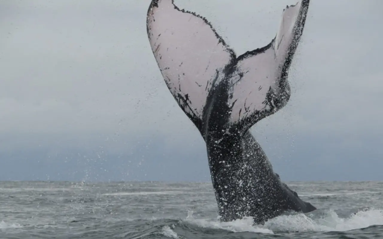 Turismo de Avistamiento de Ballenas en El Salvador: Una Experiencia Inolvidable - Cuánto dura el tour de avistamiento de ballenas turismo ballenas el salvador - Cuánto dura el tour de avistamiento de ballenas