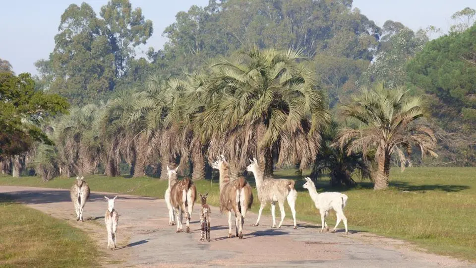 Horarios Parque Lecoq: Guía Completa para Tu Visita - Cuántos animales hay en el parque Lecocq horarios parque lecoq en turismo - Cuántos animales hay en el parque Lecocq