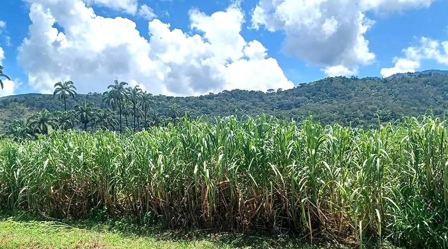 Hacienda Santa Teresa: Turismo, Ron y Legado Histórico en Venezuela - Cuántos años tiene la Hacienda Santa Teresa hacienda santa teresa turismo - Cuántos años tiene la Hacienda Santa Teresa
