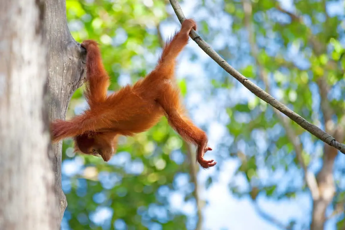 <b>Borneo: Turismo en la Tercera Isla Más Grande del Mundo</b> - Cuántos días dedicar a Borneo borneo turismo - Cuántos días dedicar a Borneo