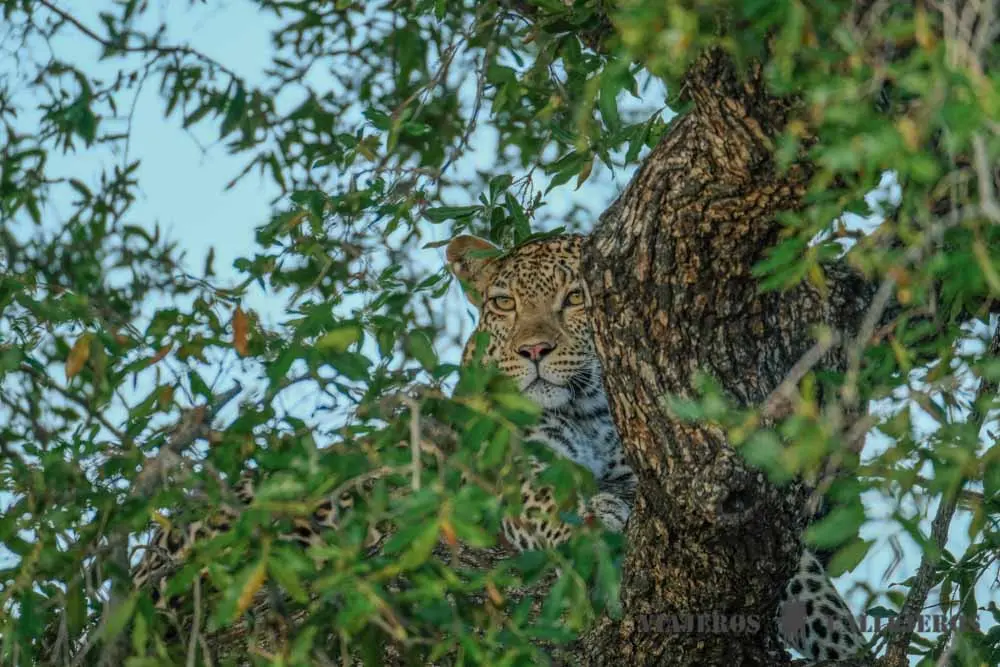 Parque Kruger: Turismo, Costos y Guía Completa para tu Safari - Cuántos días ir al Parque Kruger parque kruger turismo - Cuántos días ir al Parque Kruger