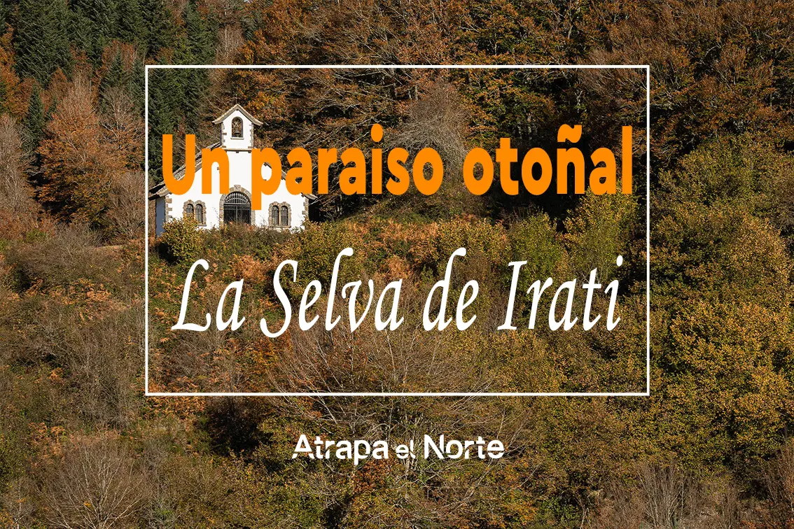 Selva de Irati: Guía Completa para tu Visita - Cuántos días se necesitan para visitar la Selva de Irati punto informacion de turismo selva de irati - Cuántos días se necesitan para visitar la Selva de Irati