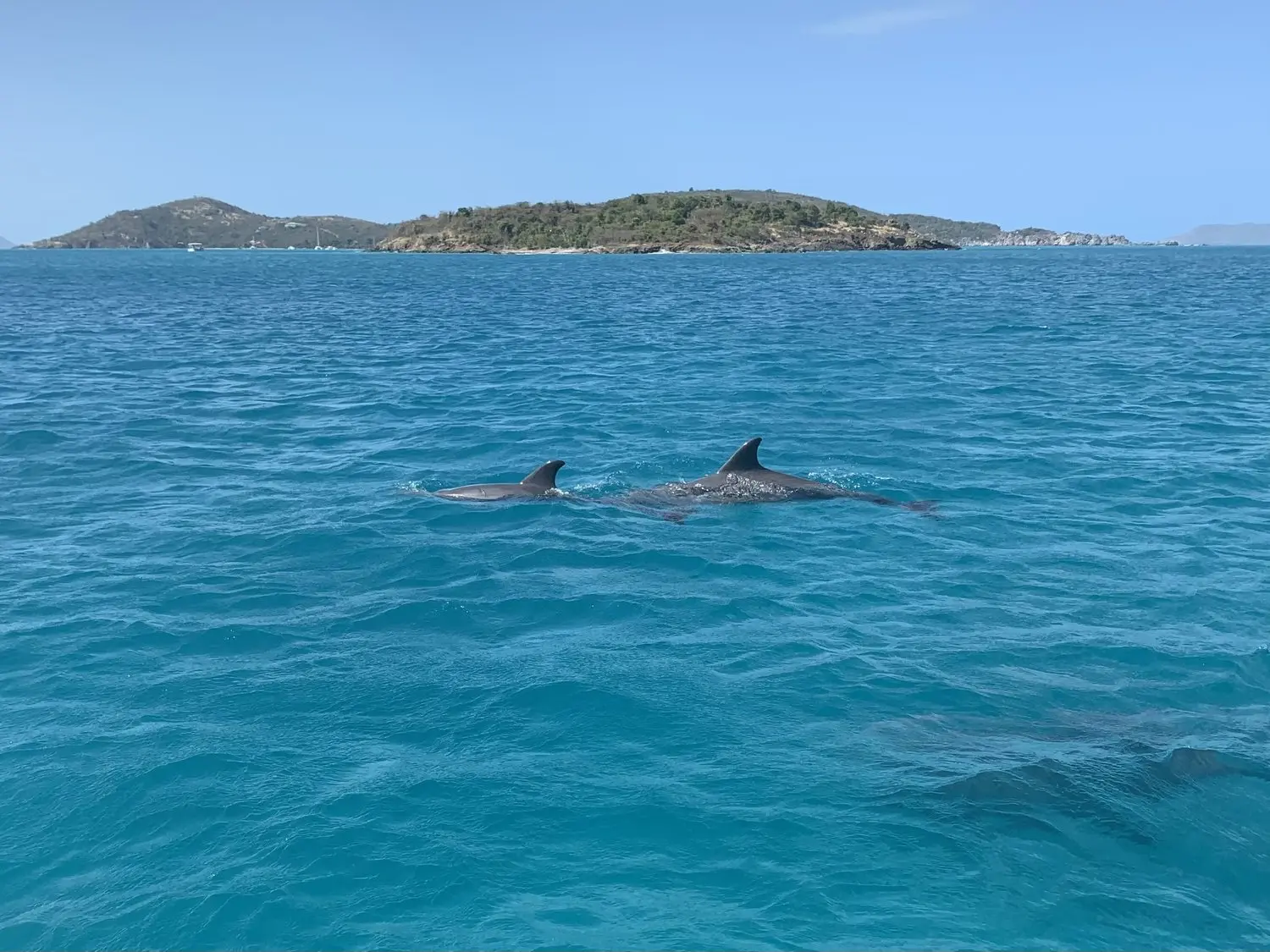 Curaçao Turismo Dolphin: La Experiencia Definitiva - Does the Virgin Islands have dolphins curacao turismo dolphin - Does the Virgin Islands have dolphins