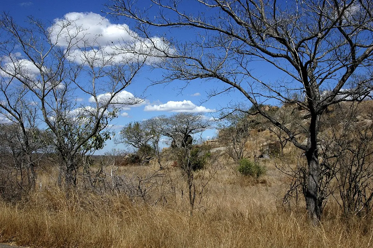 Parque Kruger: Turismo, Costos y Guía Completa para tu Safari - Dónde está el Kruger parque kruger turismo - Dónde está el Kruger