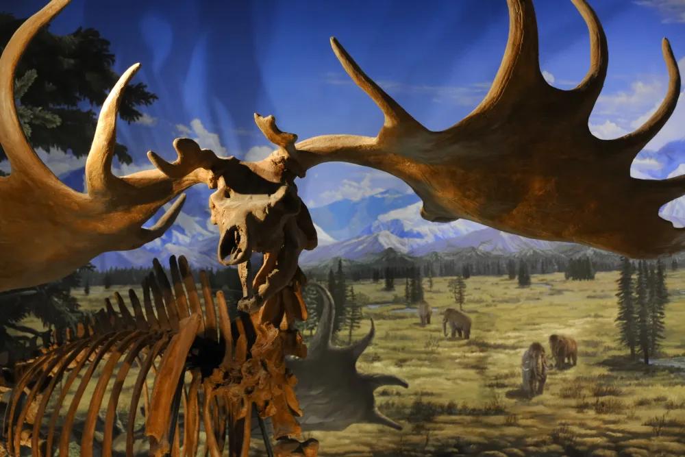 Turismo Paleontológico: Un Viaje al Pasado Prehistórico - Dónde está el mayor Museo de dinosaurios del mundo turismo paleontologico - Dónde está el mayor Museo de dinosaurios del mundo