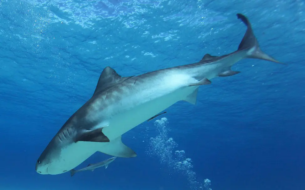 Bahamas: Turismo y Tiburones: Una Experiencia Inolvidable - Dónde está Tiger Beach bahamas turismo tiburones - Dónde está Tiger Beach