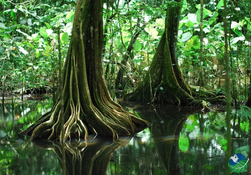 costa rica turismo selvas - Donde están las selvas en Costa Rica