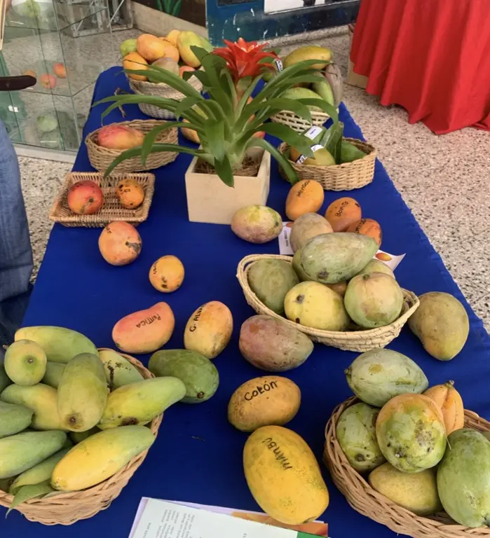 feria mango promueve turismo baní - Dónde hacen la Feria del Mango