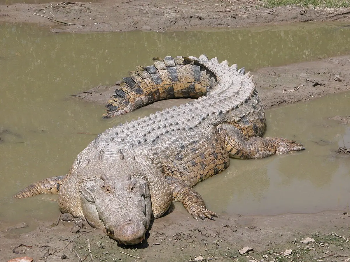 <b>Australia</b>: Turismo y los <b>peligrosos cocodrilos</b> - Dónde hay más cocodrilos en el mundo australia turismo de cocodrilos - Dónde hay más cocodrilos en el mundo
